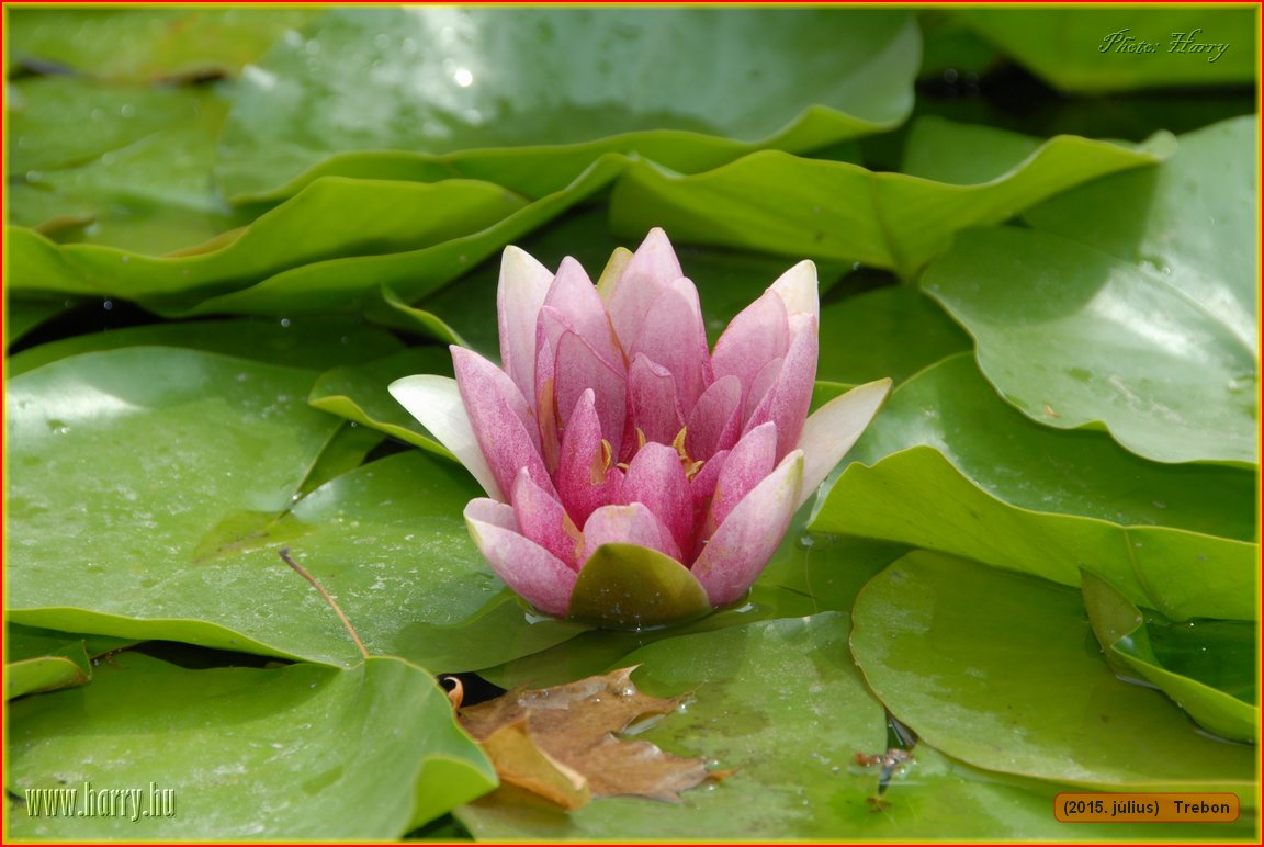 (2015.julius)Trebon-037.jpg